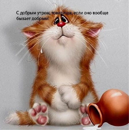Прикольный кот с добрым утром