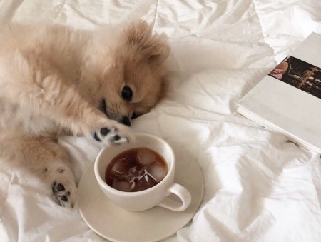 Милые животные утром