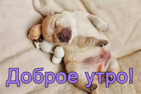 С добрым утром надпись животные
