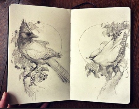 Скетчи птиц в скетчбуке