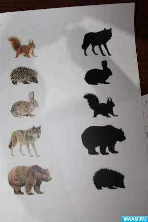 Дикие животные средняя группа
