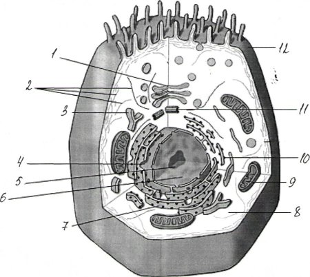 Схема строения эукариотической клетки