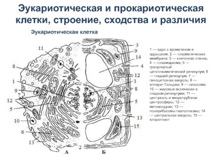 Строение эукариотических клеток схема