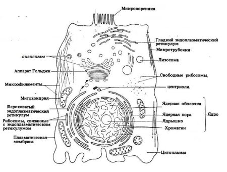 Строение эукариотической клетки животного схема