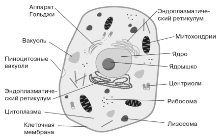 Строение эукариотической клетки человека