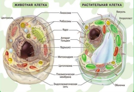 Схема строения эукариотической клетки