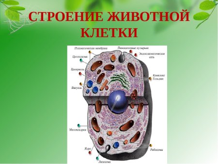 Строение эукариотической клетки черно-белые