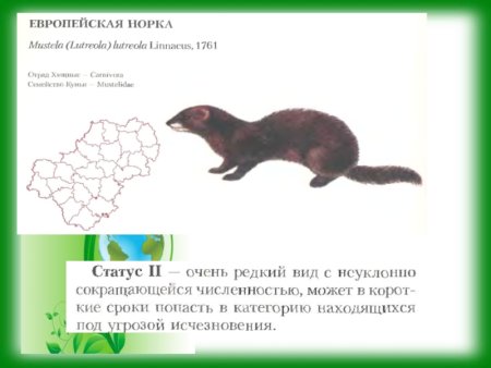 Животные Калужской области занесенные в красную