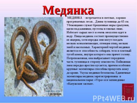 Животное Пензенской области занесенные в красную книгу