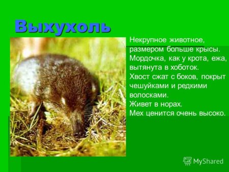 Животные из красной книги рисунки