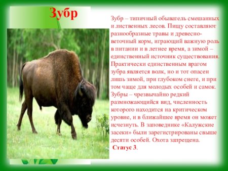 Птицы Калужской области занесенные в красную книгу