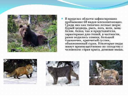 Животные Калужской области занесенные в красную книгу 4 класс