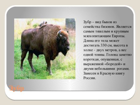 Красная книга Тульской области птицы