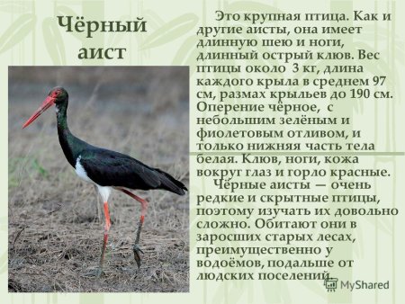 Змеи Калужской области медянка