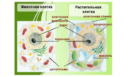 Строение растительной и животной клетки 9 класс биология