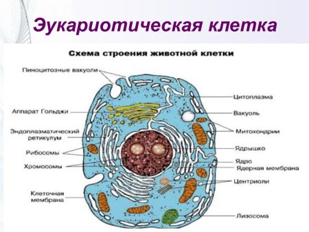 Структуры эукариотической клетки органеллы