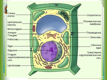 Зарисовать строение растительной клетки