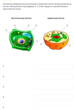 Рассмотрите рисунок клетки