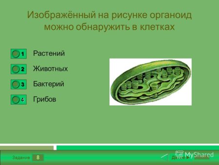 Органоиды не характерные для растительной клетки