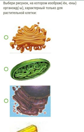 Клеточные органоиды