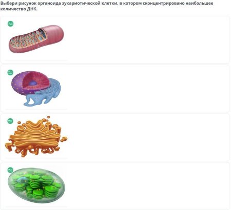 Органоиды клетки эукариот