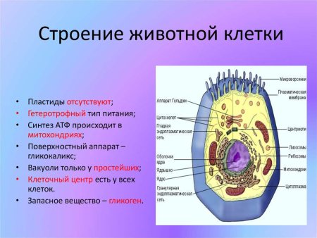 Сравнение клетки животного и клетки растения цитоплазма