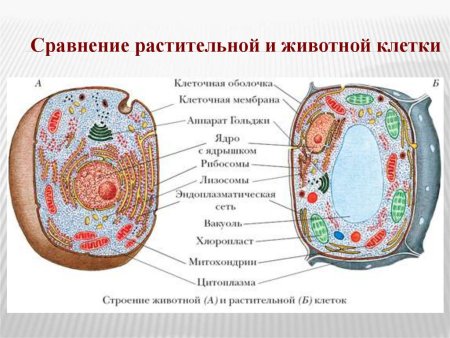 Строение эукариотической клетки растения
