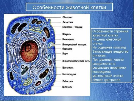 Строение растительной клетки и функции ее органоидов