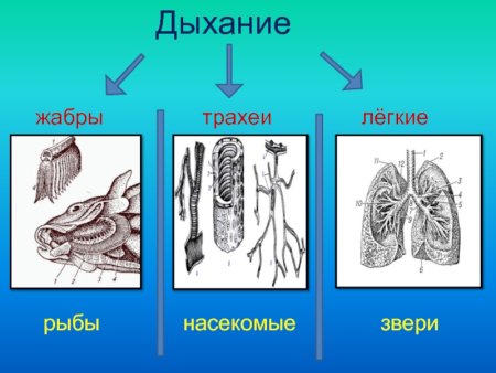 Жабры легкие трахеи