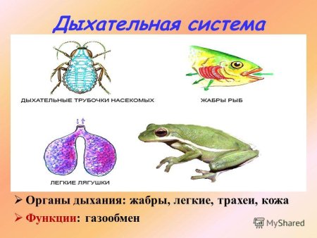 Органы дыханият животных