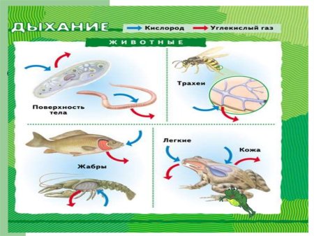 Дыхание животных это процесс