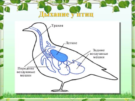 Органы дыхания животных 6 класс