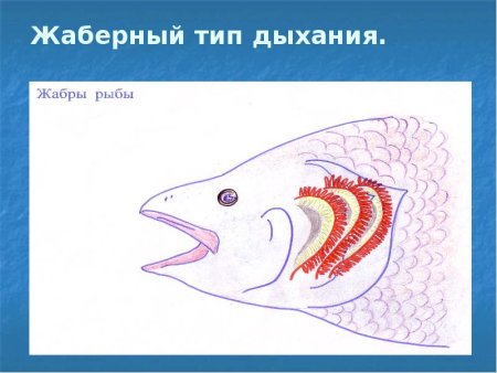 Дыхательная система жабры