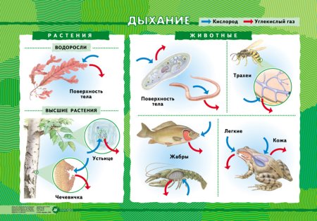Дыхание живых организмов