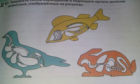 Закрасьте синим карандашом и подпишите органы дыхания животных