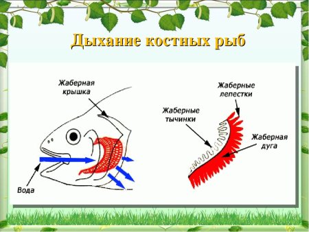 Схема дыхательной системы животных
