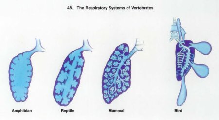 Строение дыхательной системы хордовых
