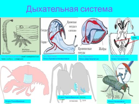 Строение дыхательной системы позвоночных животных