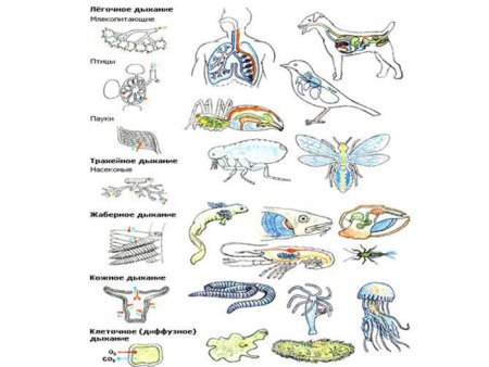 Органы дыхания беспозвоночных и позвоночных животных