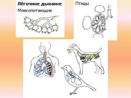 Дыхание животных презентация