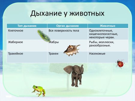 Типы дыхательной системы у животных