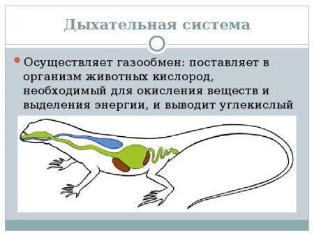 Строение дыхательной системы животных