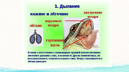 Дыхательная система земноводных 7 класс