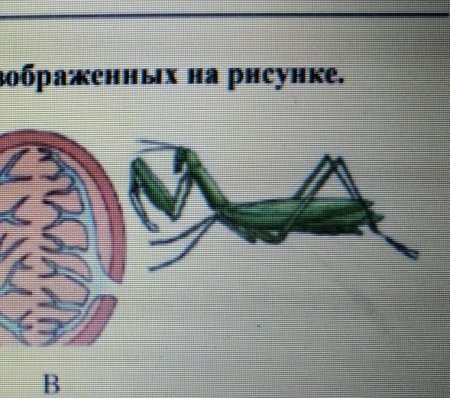 Орган дыхания животного изображенного на рисунке