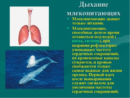 Проект дыхательная система морских млекопитающих