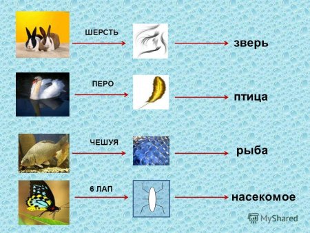 Главные признаки насекомых рыб птиц зверей