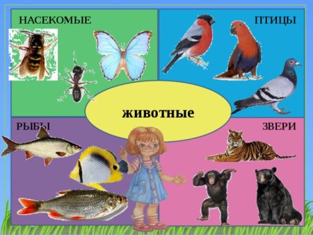 Схематические рисунки насекомых рыб птиц зверей
