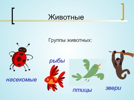 Графические модели животных