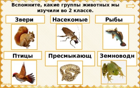 Схематический рисунок насекомых рыб птиц