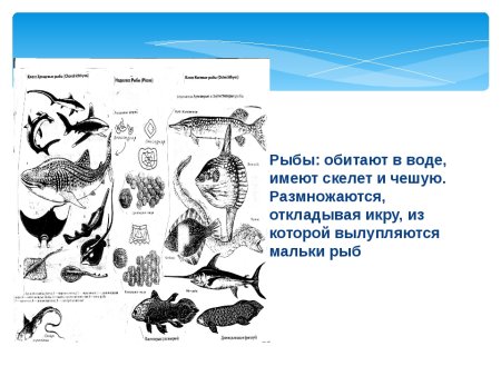 Экологические группы животных